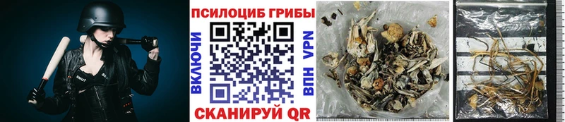 закладки  Вязники  Псилоцибиновые грибы Cubensis 